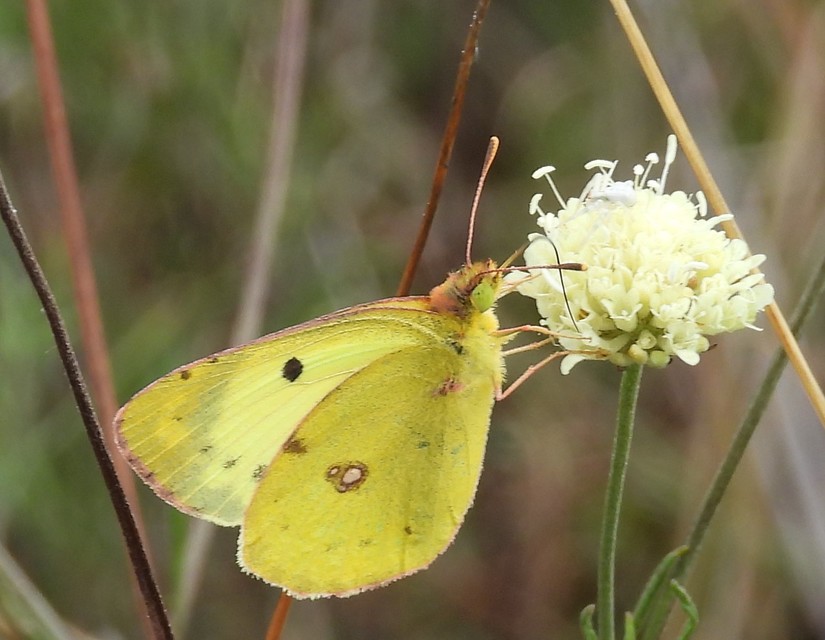 Colias alfacariensis - déli kéneslepke