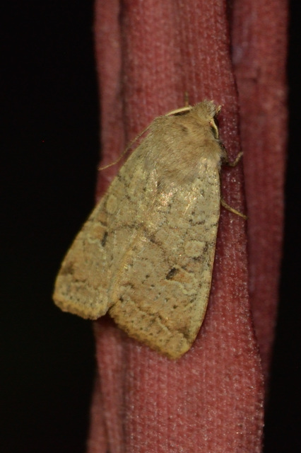 Propenistra laevis - könnyű őszibagoly