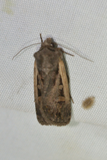 Euxoa hastifera pomazensis - szegélysávos földibagoly