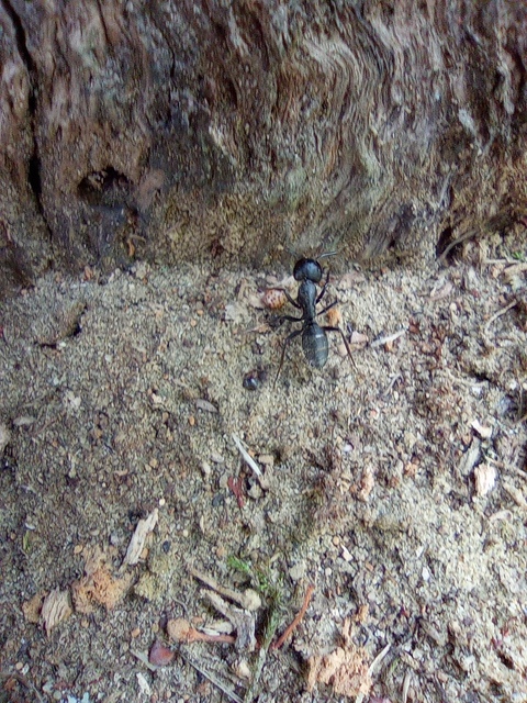 Camponotus vagus - fekete lóhangya