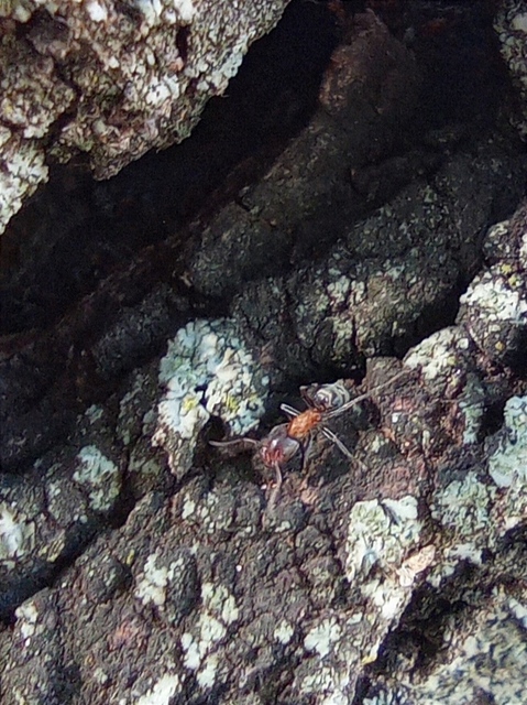 Liometopum microcephalum - tölgyfahangya