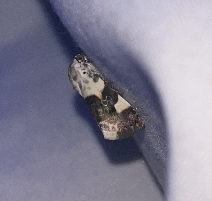 Acontia lucida - fehér nappalibagoly