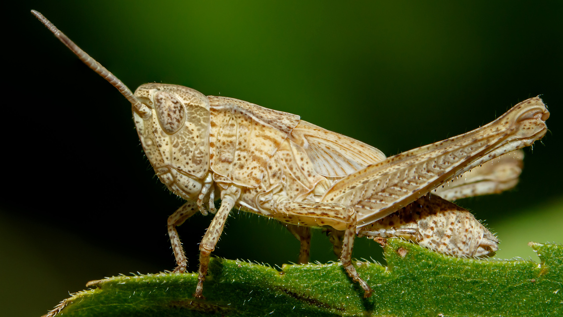 Chorthippus (Glyptobothrus) (subgenus)
