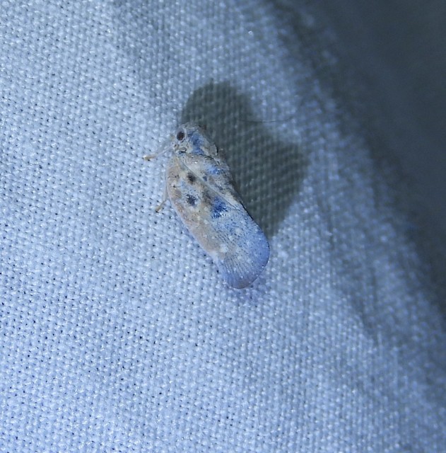 Metcalfa pruinosa - amerikai lepkekabóca