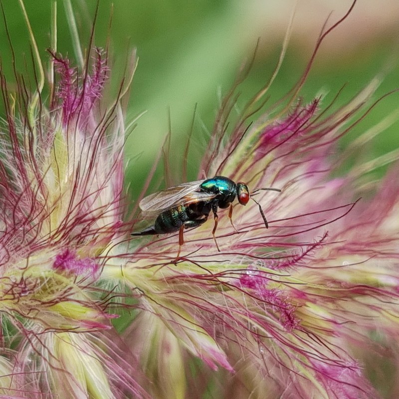 Ormyridae