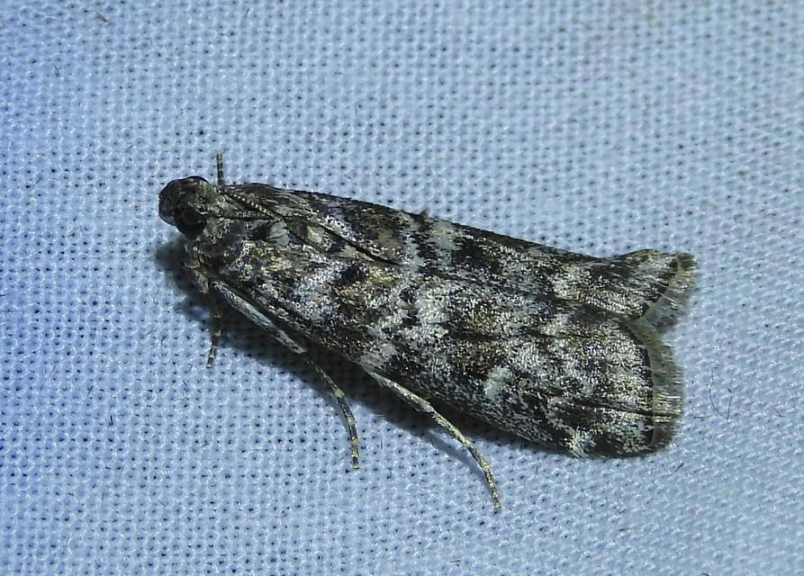 Dioryctria
