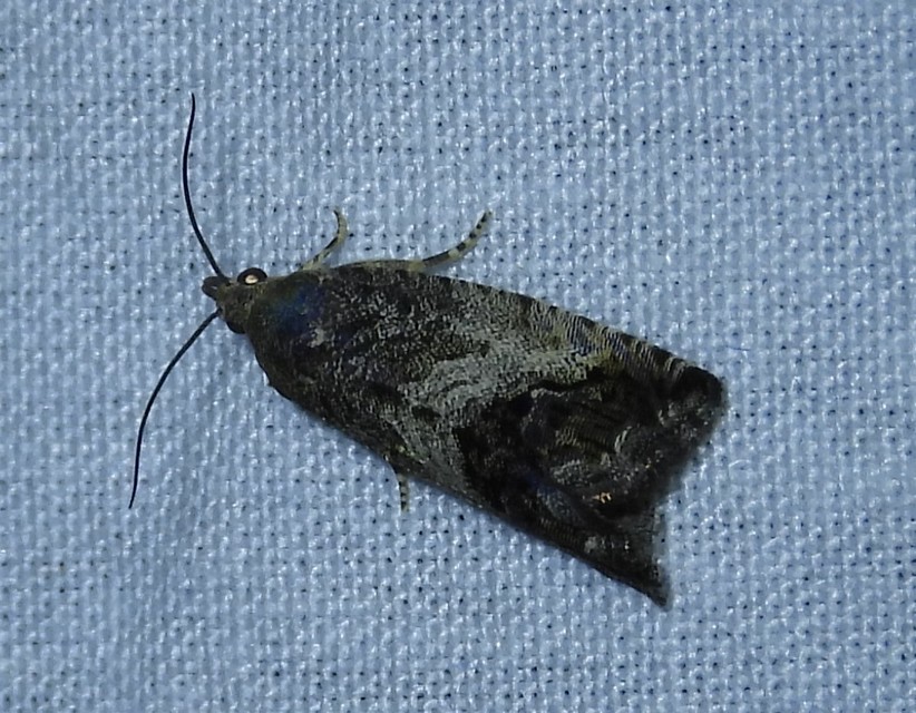 Cydia splendana - tölgymakkmoly