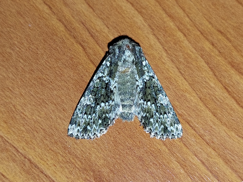 Polymixis polymita - kankalin-tarkabagoly