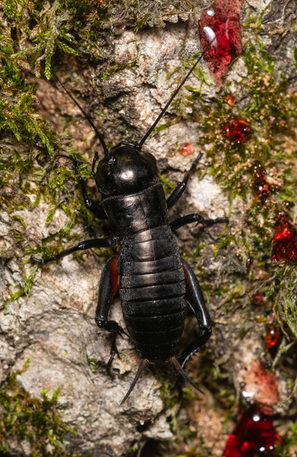 Gryllus campestris - mezei tücsök