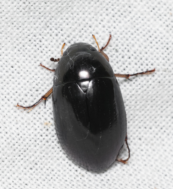 Hydrochara flavipes - sárgalábú csibor
