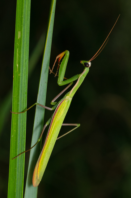 Mantis religiosa - imádkozósáska