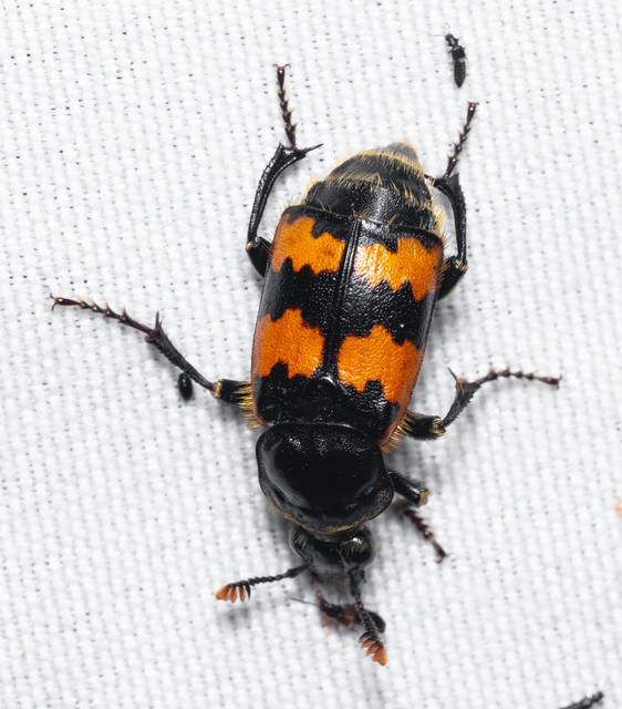 Nicrophorus vespillo - közönséges temetőbogár