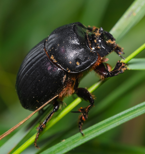 Copris lunaris - közönséges holdszarvú-ganéjtúró