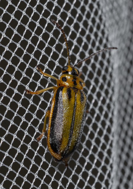 Xanthogalerucella luteola - szilfa-olajosbogár