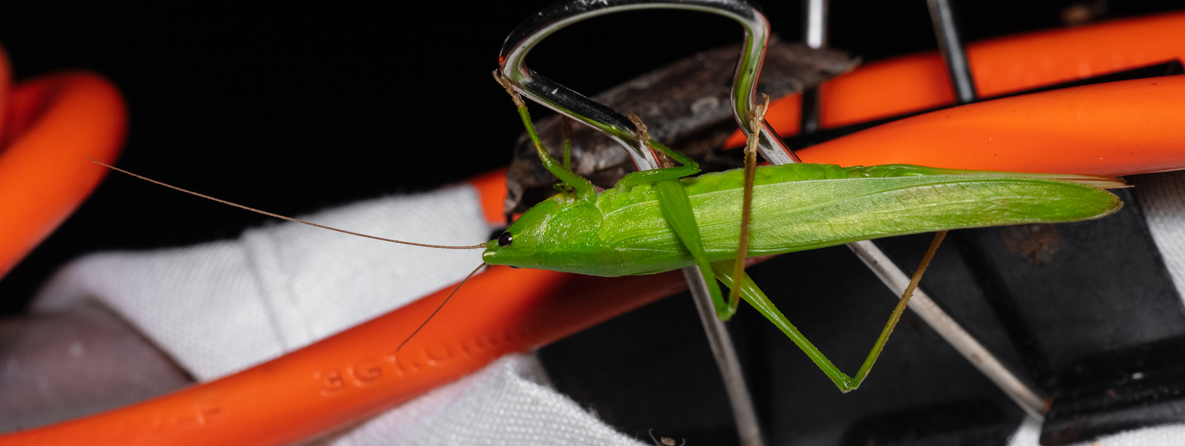 Ruspolia nitidula - nagy kúpfejűszöcske