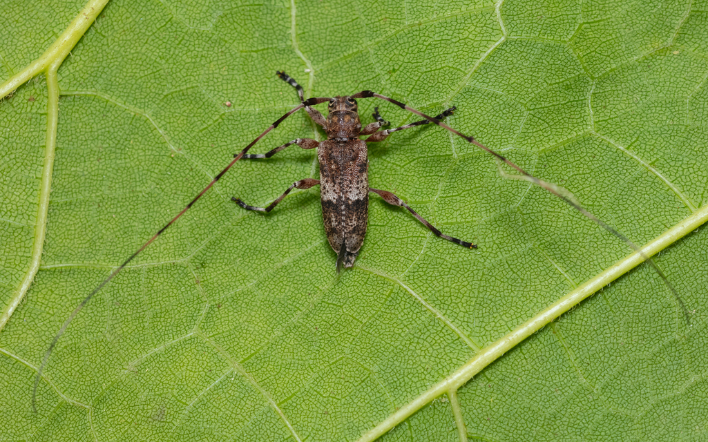 Acanthocinus griseus - szürke daliáscincér