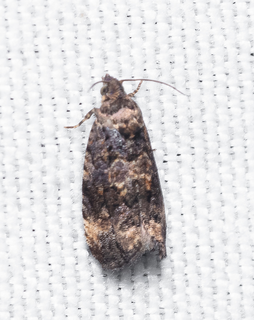 Olethreutinae