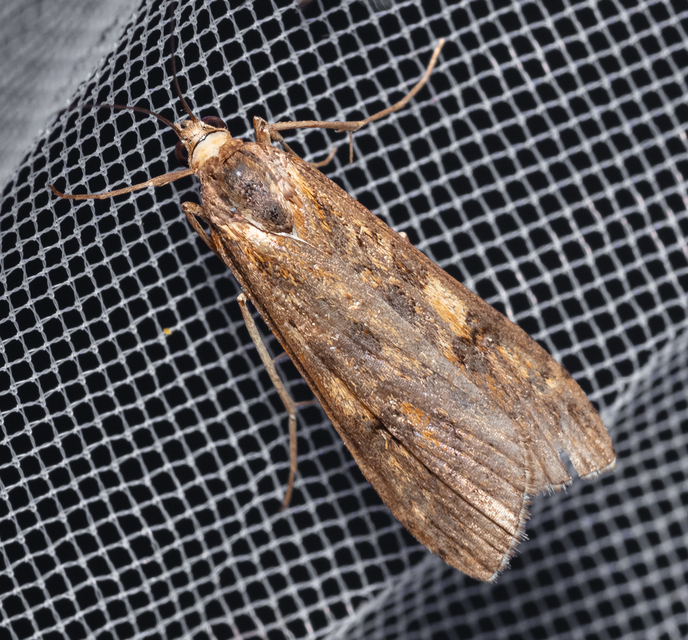 Nomophila noctuella - közönséges vándormoly