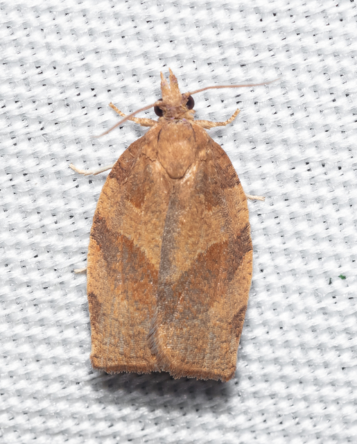 Tortricinae