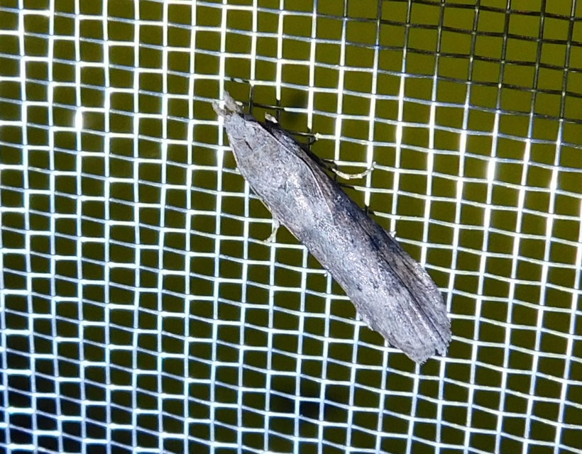 Lamoria