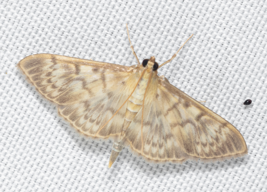 Patania ruralis - csalánevő tűzmoly