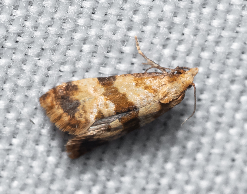 Phalonidia contractana - pipitér-fúrómoly