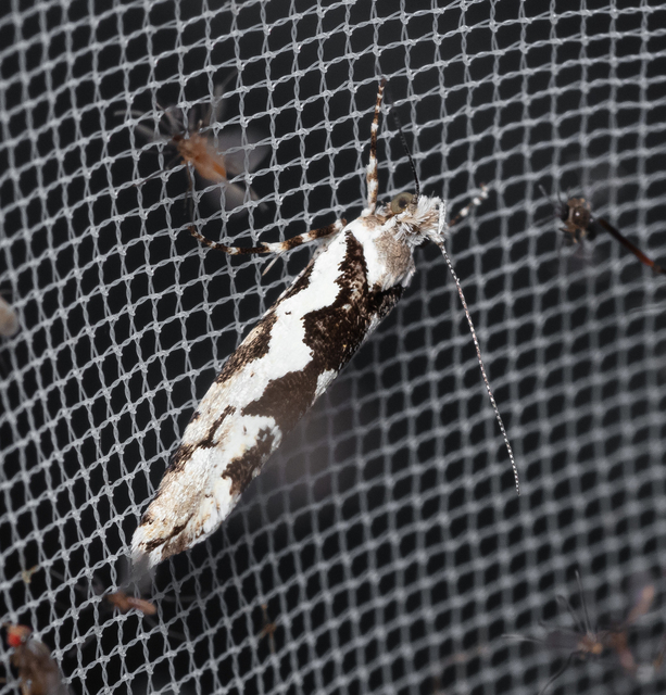 Ypsolopha sequella - ligeti tarkamoly