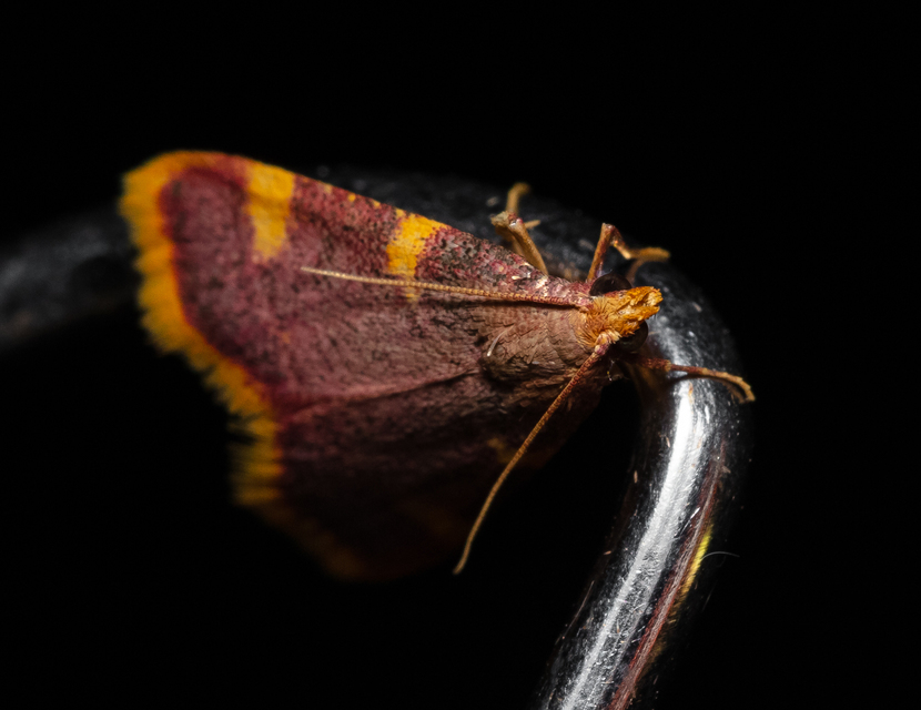 Hypsopygia costalis - szénailonca