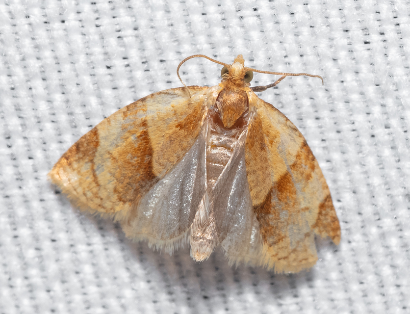 Tortricinae