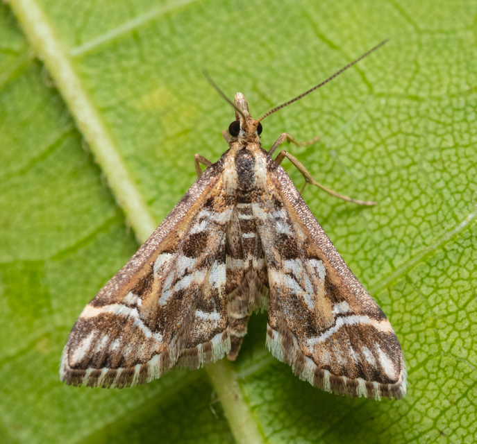 Diasemia reticularis - betűmintás tűzmoly