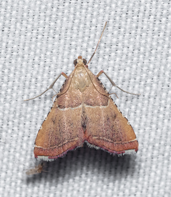 Endotricha flammealis - tüzesszárnyú fényilonca