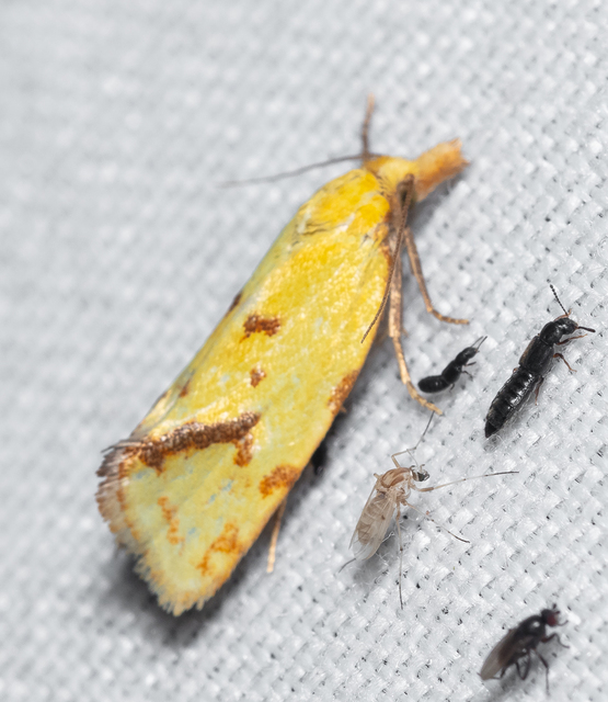 Agapeta hamana - közönséges sárgamoly
