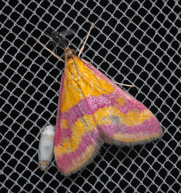 Pyrausta sanguinalis/virginalis