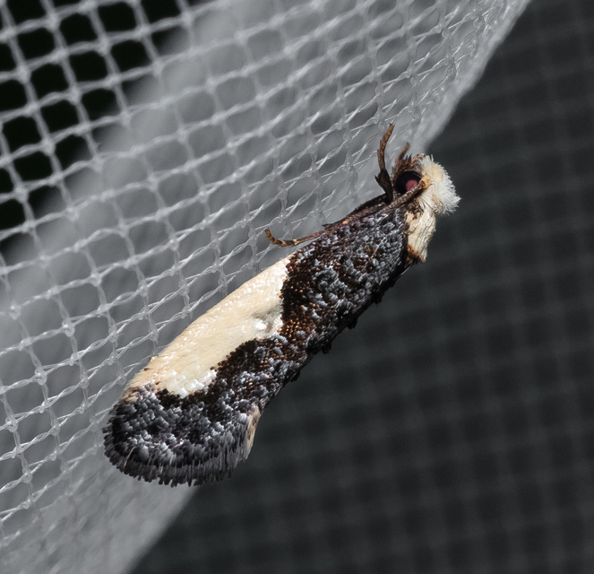 Monopis monachella - apácamoly