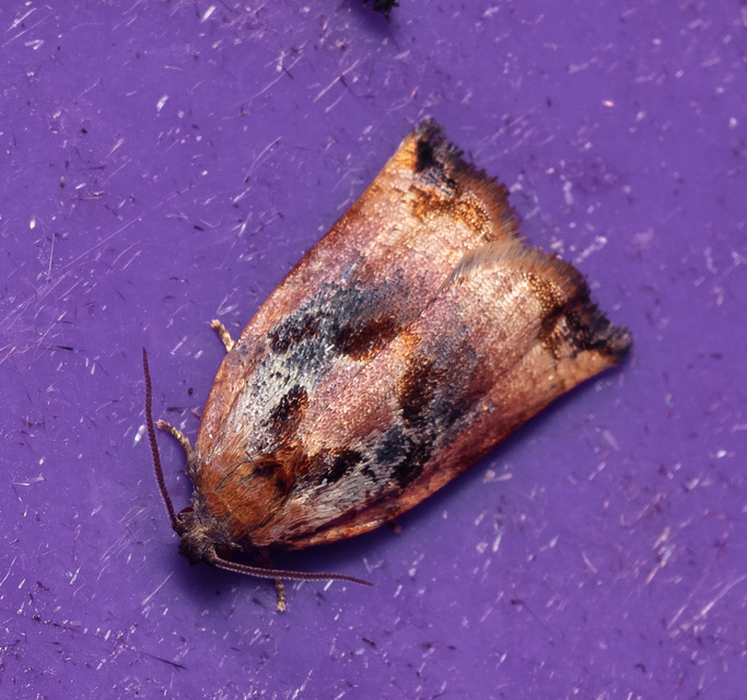 Archips podana - dudvarágó sodrómoly