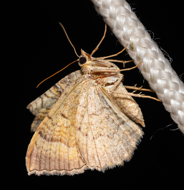Camptogramma bilineata - kétvonalas sávosaraszoló