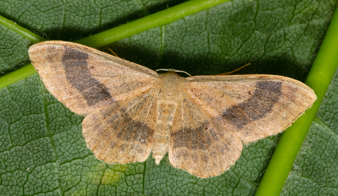 Idaea aversata - nagy sávosaraszoló