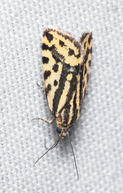 Emmelia trabealis - zebrabagoly