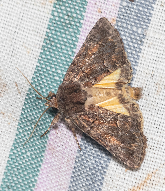 Thalpophila matura - fakó erdeibagoly