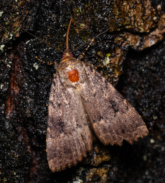 Amphipyra berbera/pyramidea