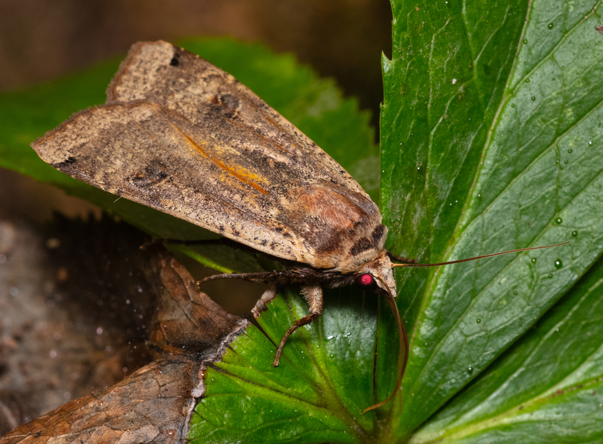 Noctua pronuba - nagy sárgafűbagoly