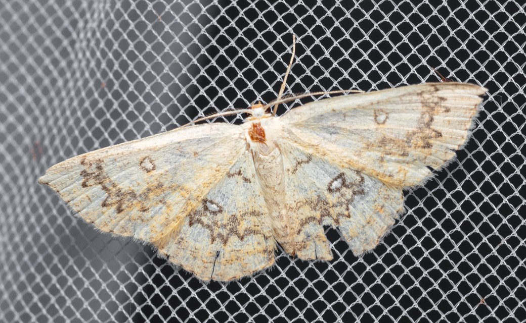 Cyclophora annularia - gyűrűs pettyesaraszoló