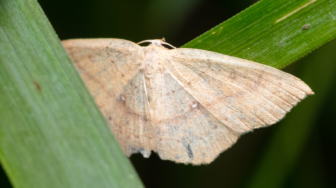 Cyclophora
