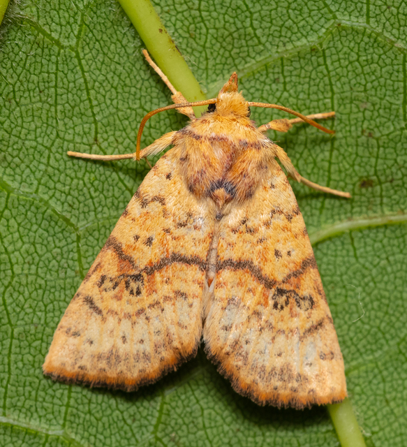 Tiliacea sulphurago - kénes sárgabagoly