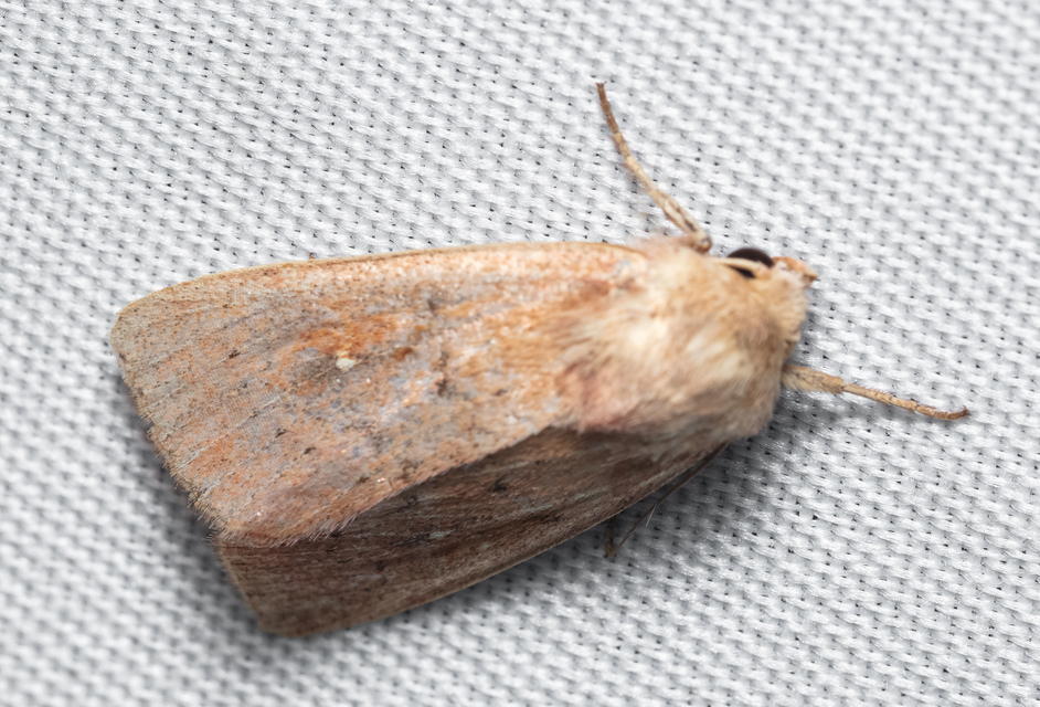 Mythimna albipuncta - fehérpettyes rétibagoly