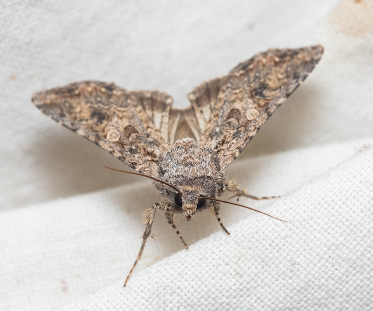 Hadula trifolii - lóherebagoly