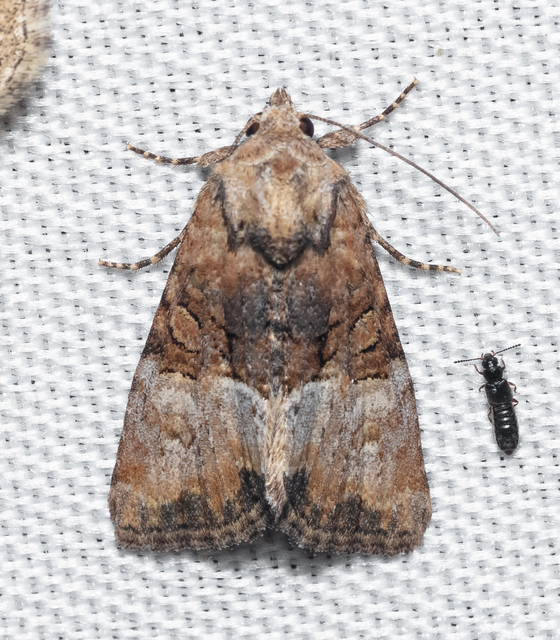 Mesoligia furuncula - kétszínű dudvabagoly