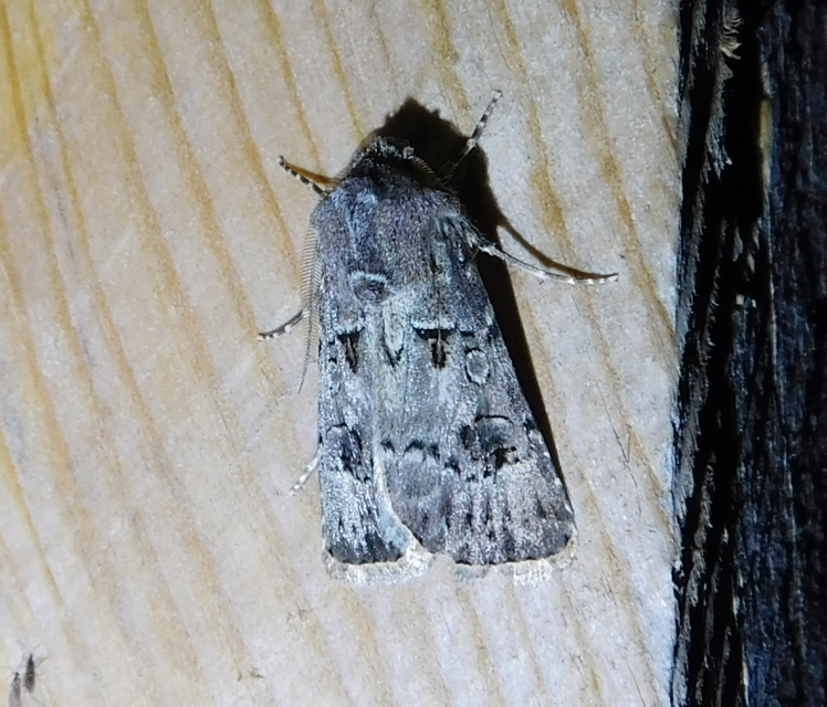 Agrotis bigramma - kétjegyű földibagoly