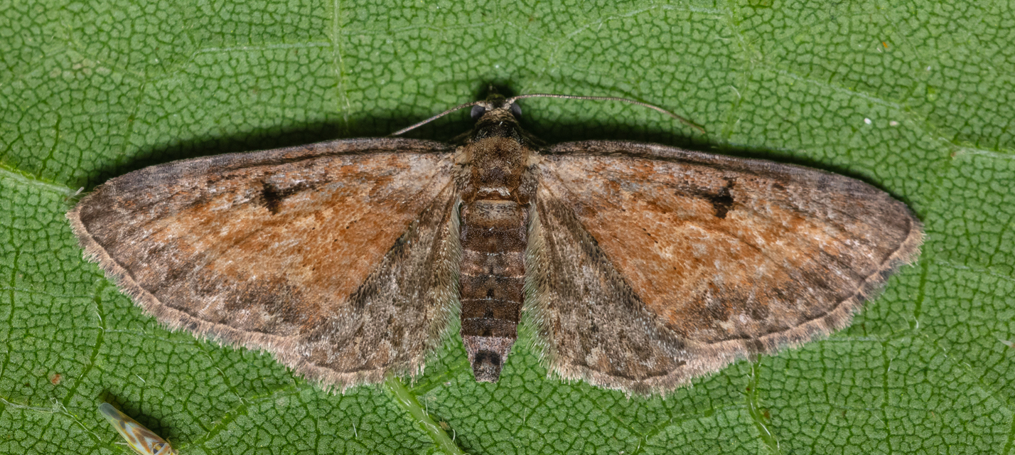 Eupithecia icterata - rozsdafoltos törpearaszoló