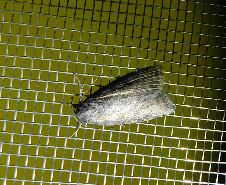 Chilodes maritima - négyfoltos nádibagoly